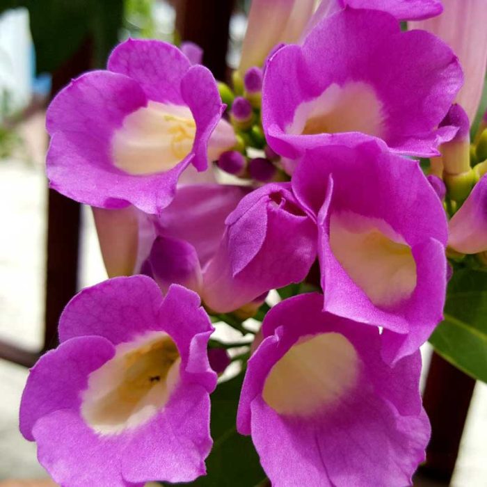 Garlic-Creeper-Mansoa-Alliacea Garlic-Creeper-Mansoa-Alliacea