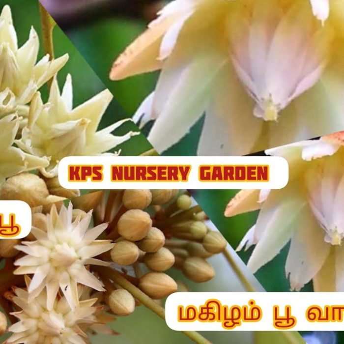 maxresdefault maxresdefault