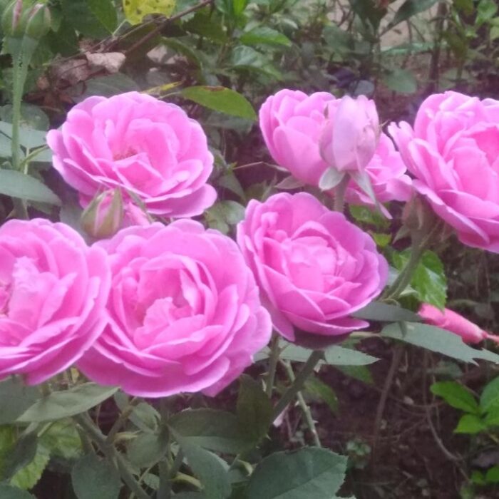 IMG_Mon Nov 01 19_01_48 GMT+05_30 2021 IMG_Mon Nov 01 19_01_48 GMT+05_30 2021