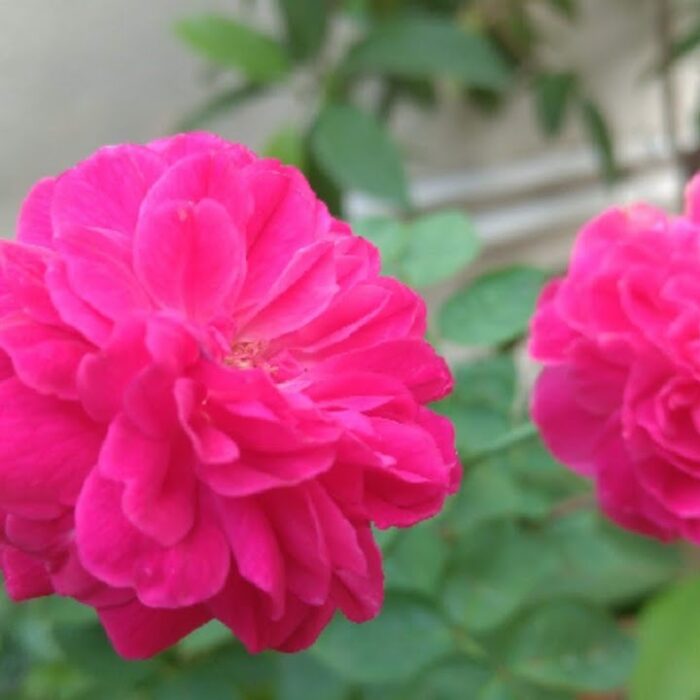 maxresdefault (1) maxresdefault (1)