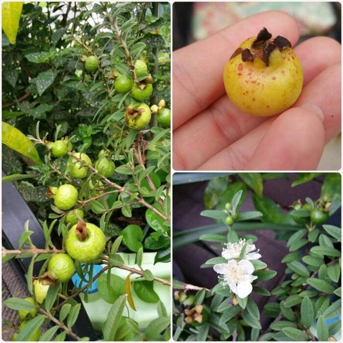 71726NvnmWL._AC_UF1000,1000_QL80_ 71726NvnmWL._AC_UF1000,1000_QL80_