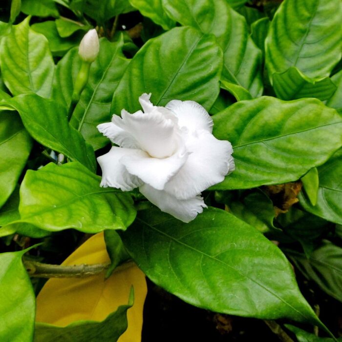 71w9HjmkHuL 71w9HjmkHuL