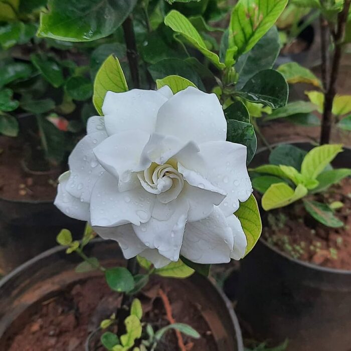 81-kcuIMGNL._AC_UF1000,1000_QL80_ 81-kcuIMGNL._AC_UF1000,1000_QL80_