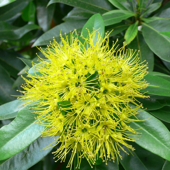 Copy-of-Xanthostemon-chrysanthus Copy-of-Xanthostemon-chrysanthus