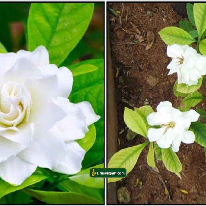 parijatham-plant parijatham-plant