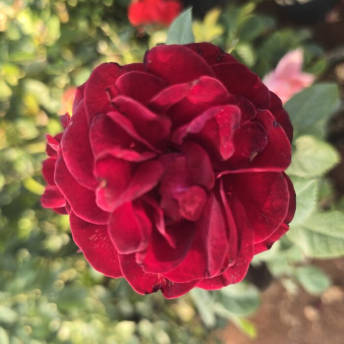 1001399317 1001399317