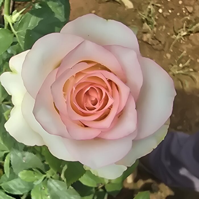 20250301_125949 20250301_125949