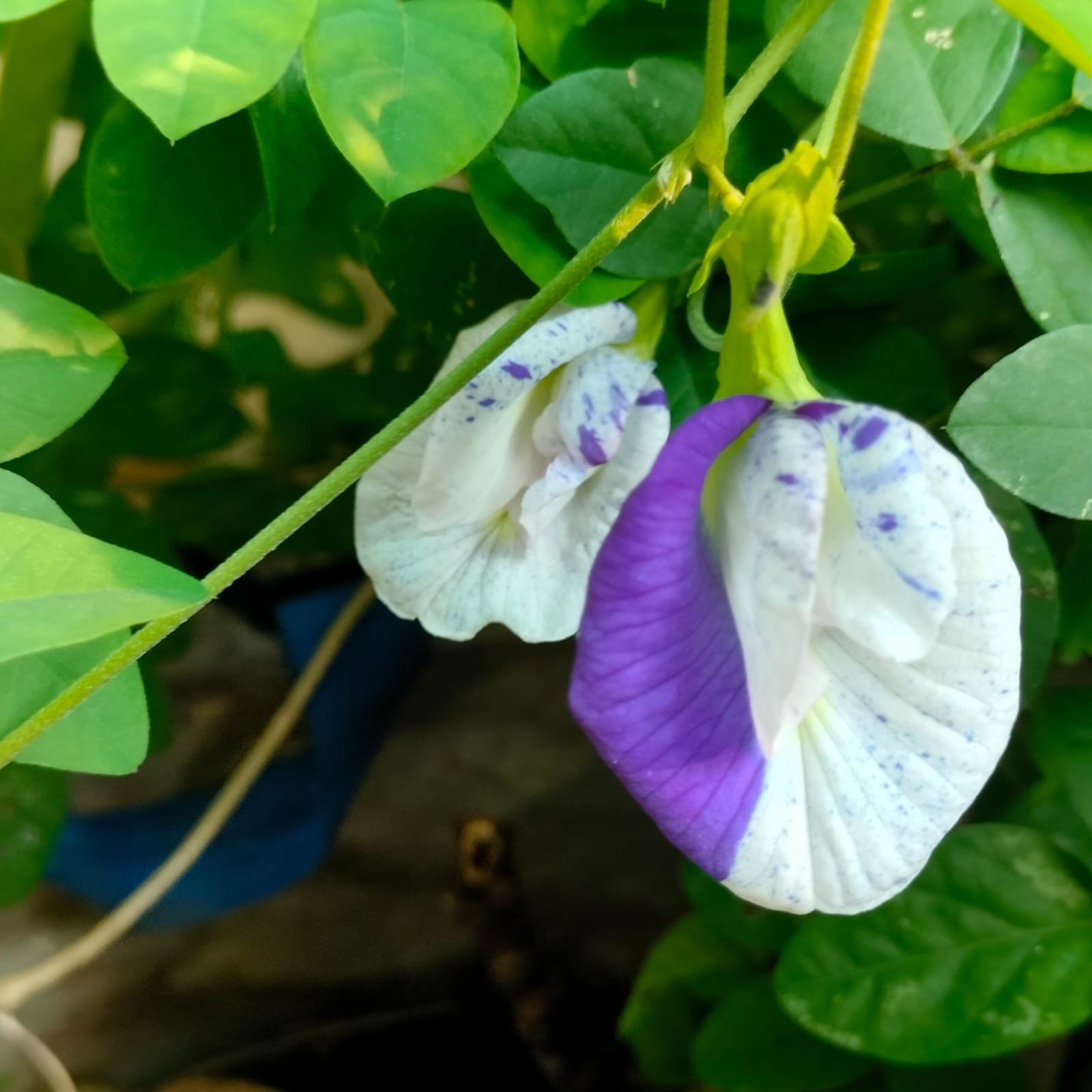 ASIAN DOFTED SANGU POO SEEDS