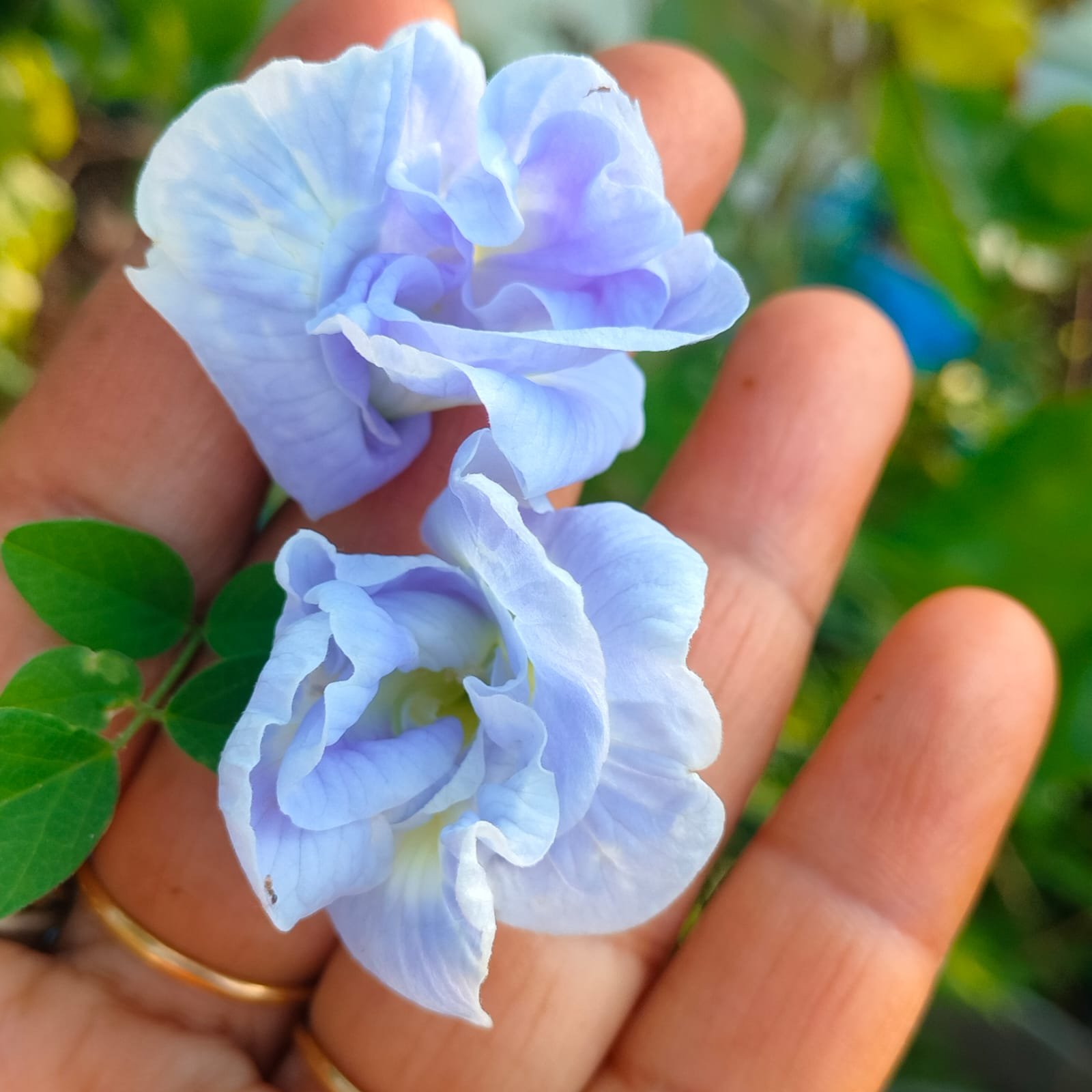 LIGHT BLUE SANGU POO SEEDS