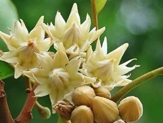 Magilam