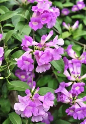 Garlic Vine Creeper (Mansoa alliacea)