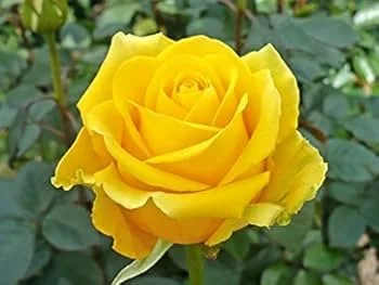 YELLOW ROSE