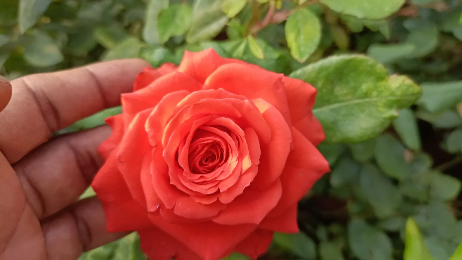 FANTA ORANGE ROSE