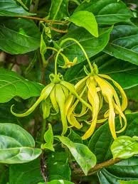 YLANGI YLANGI (HYBRID MANORAJITHAM)