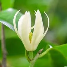 WHITE SHENBAGAM