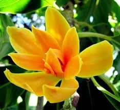 ORANGE SHENBAGAM