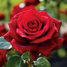 RED ROSE
