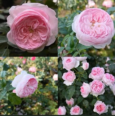 1001318658 1001318658