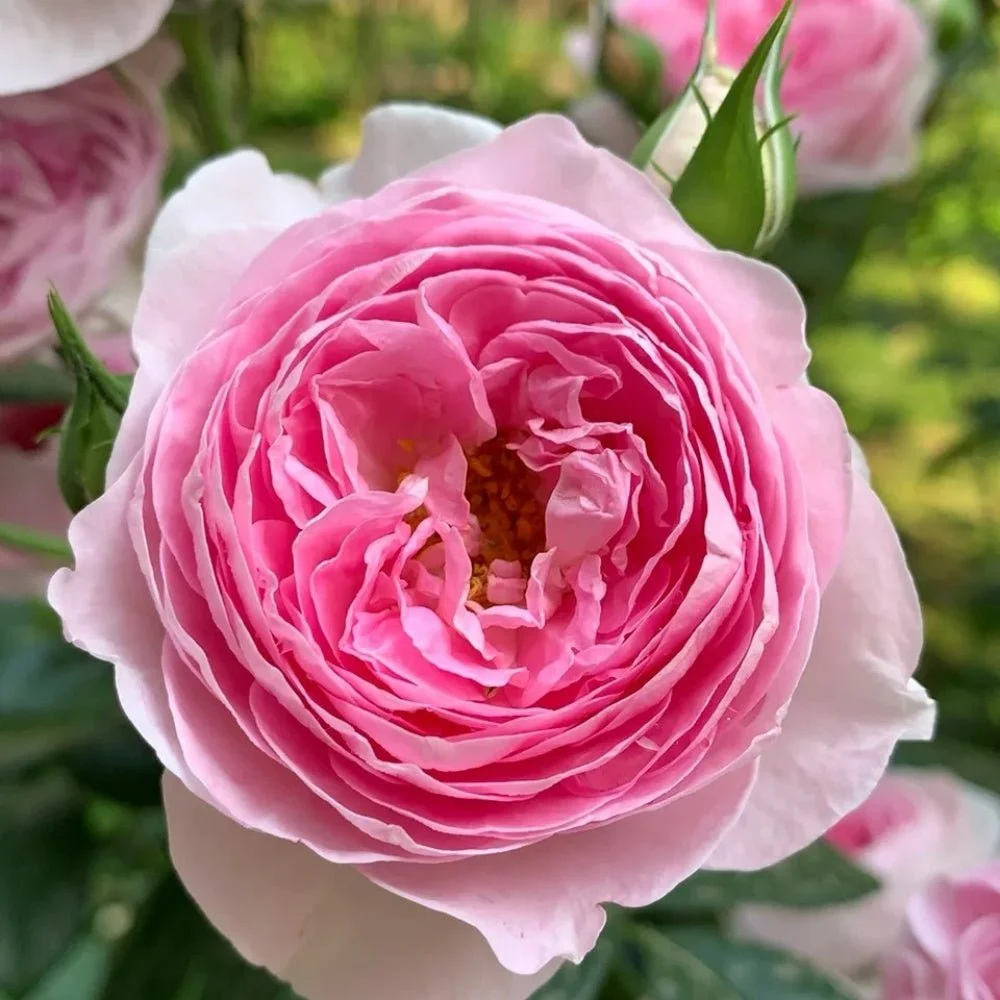 MON COEUR DA ROSE
