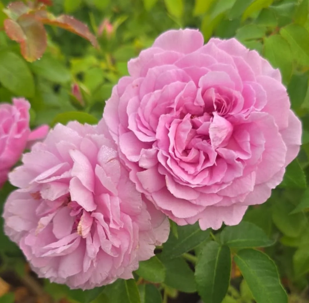 DA-33 ROSE