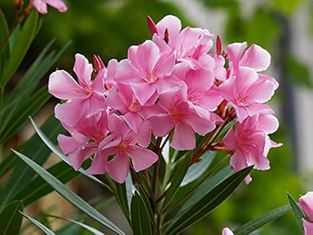PINK ARALI POO