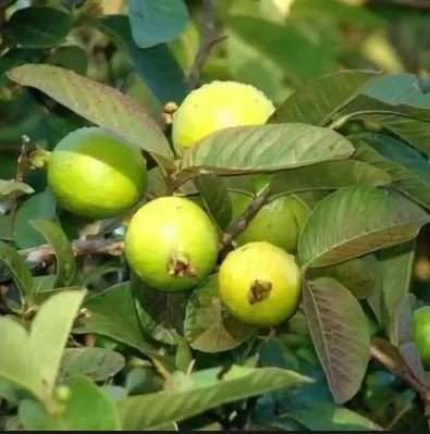 MINI GUAVA
