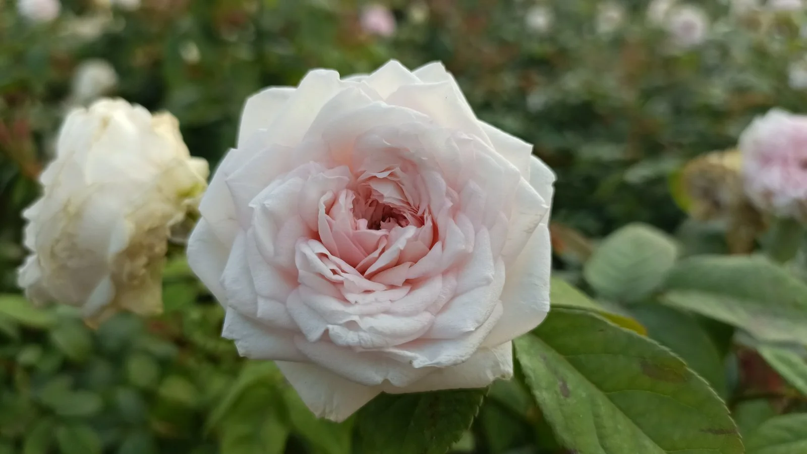 BRITISE QUEEN ROSE