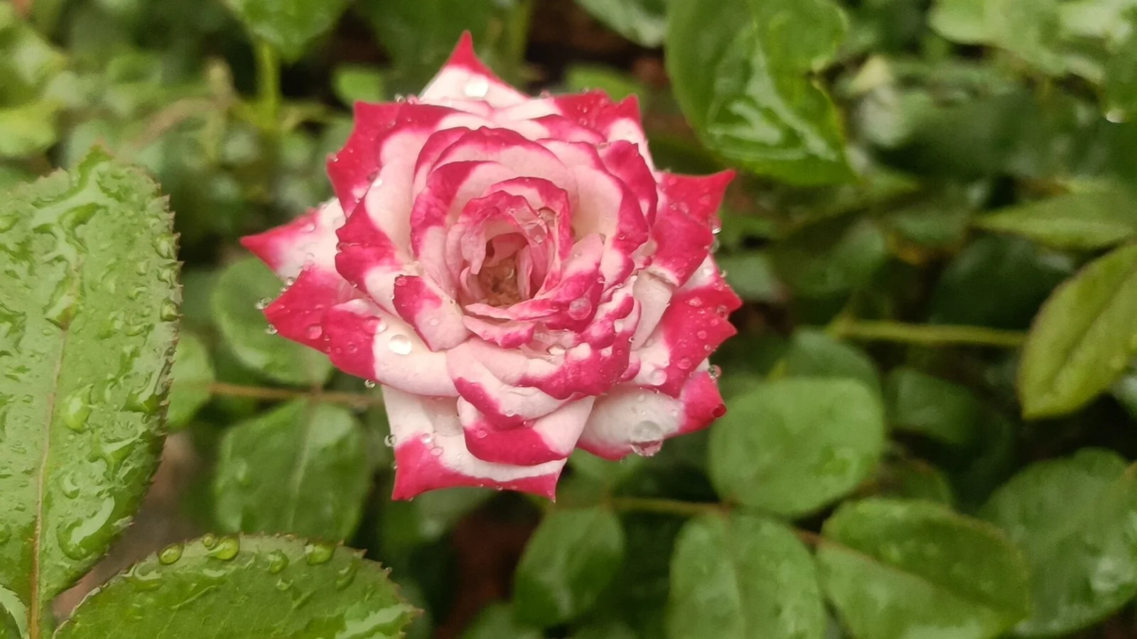 SLIVER LINE ROSE