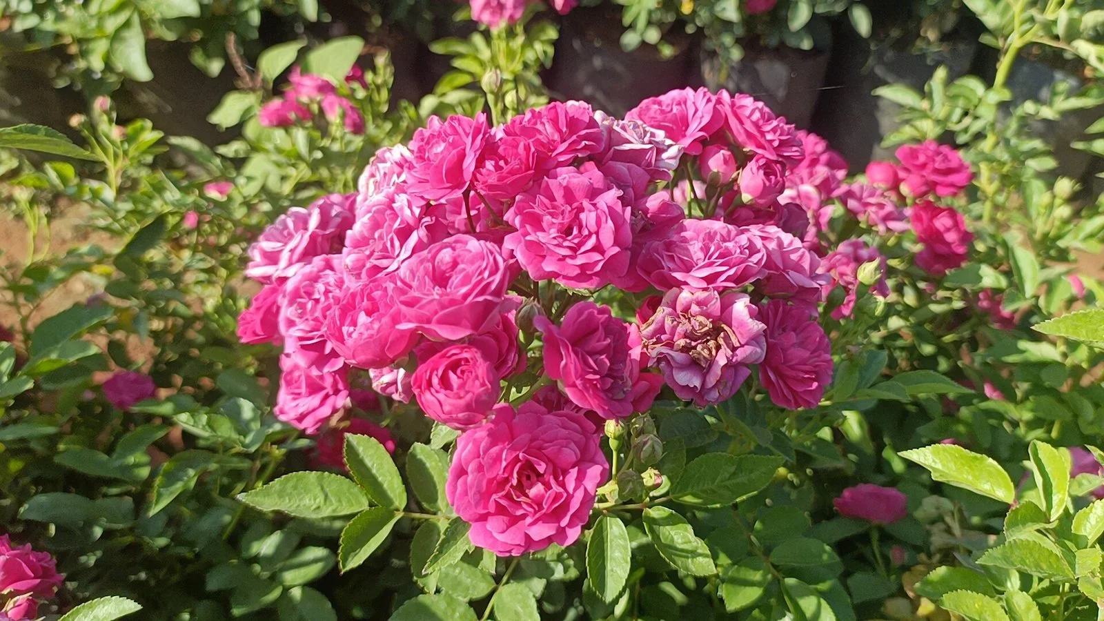 PINK BUTTON ROSE