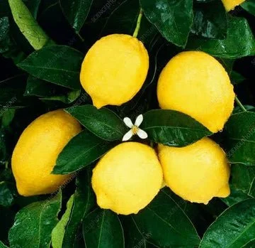 SEEDLESS LEMON
