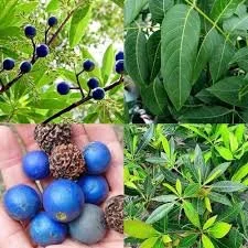 RUTHURACHAM TREE