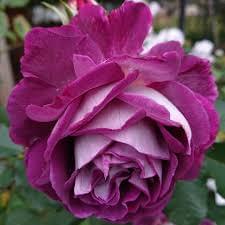 download (2) download (2)