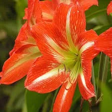 AMARY LILY