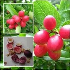 KALAKAI & BAKERI CHERRY