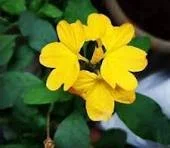 YELLOW KANAKAMARAM
