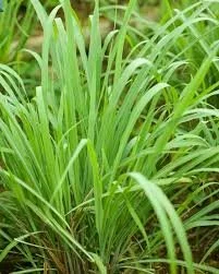 LEMON GRASS