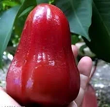 WATER APPLE RED LONG