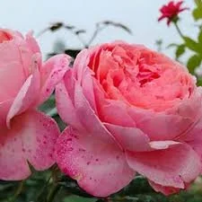 DA-43 ROSE