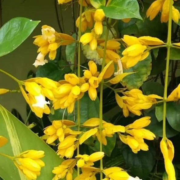 GOLDEN CASCDE FLOWER