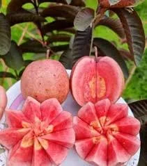 BLACK DIAMOND GUAVA