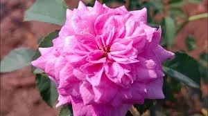 PANNER BUTTON ROSE
