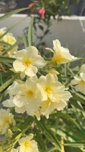 YELLOW ARALI POO