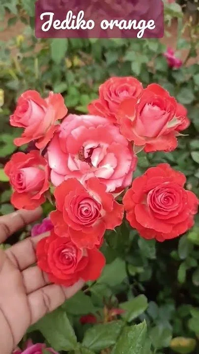 JEDIKO ORANGE ROSE