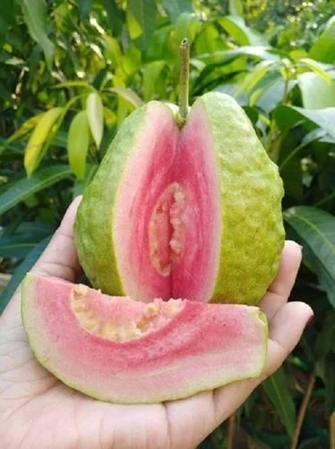 TAIWAN PINK GUAVA