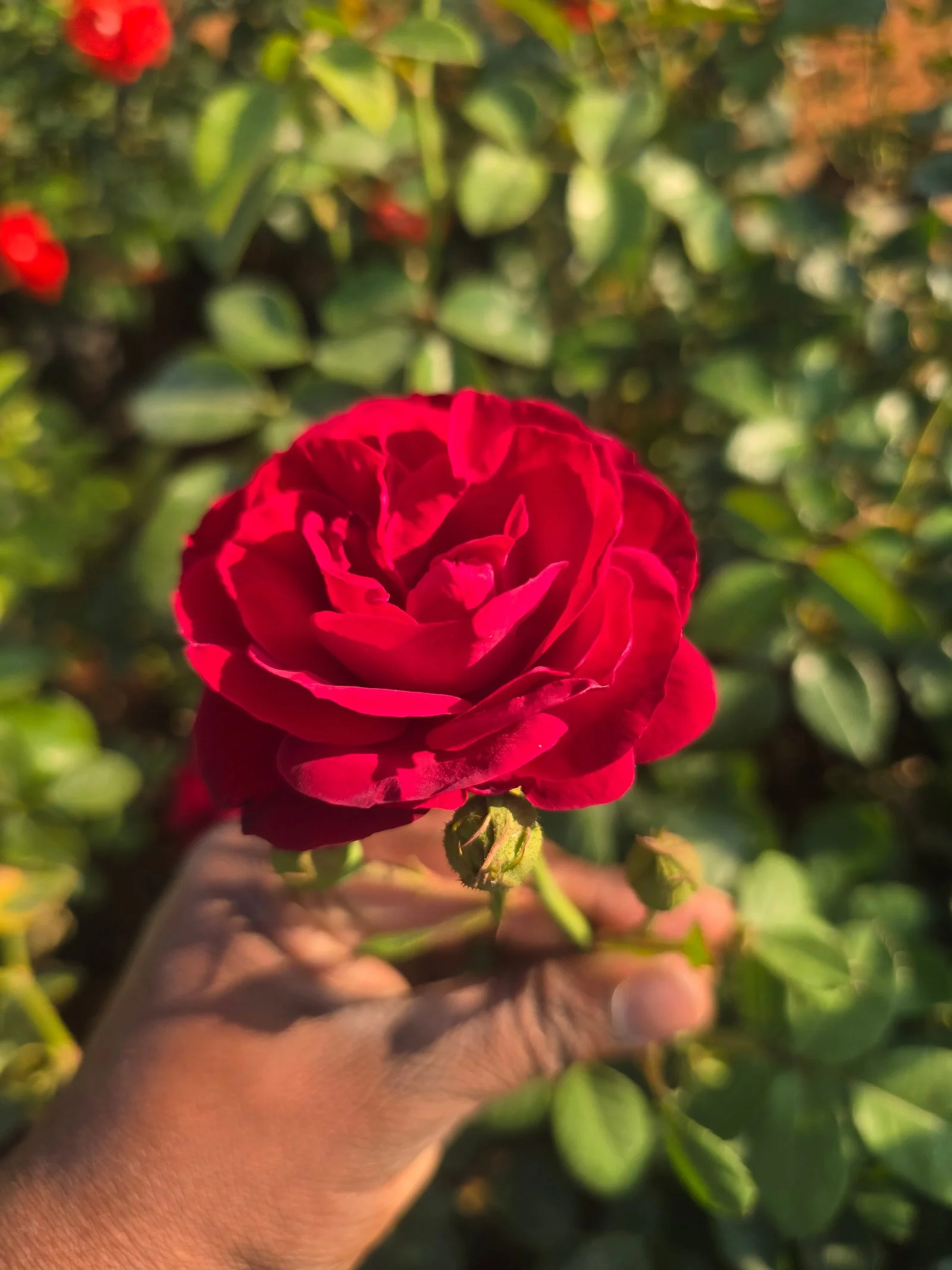 RED PINNACLE ROSE