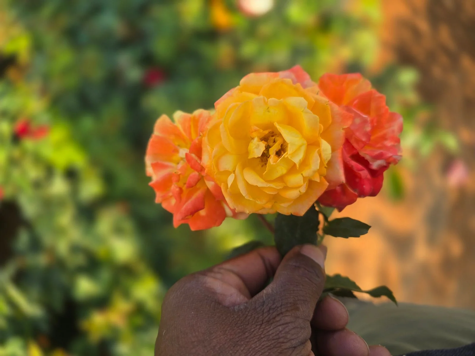 CALCUTTA ROSE