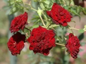 RED KODI ROSE /cllimbing rose