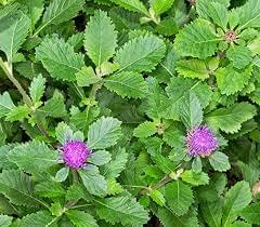 download (13) download (13)