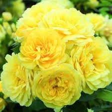 ANNY DUPEREY ROSE