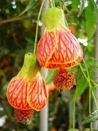 CHINESE LANTERN HIBICUSUS